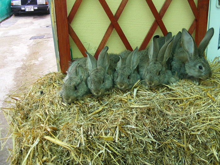 DSCF2087 - Mica mea crescatorie