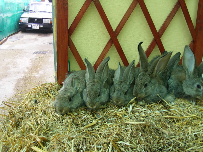 DSCF2088 - Mica mea crescatorie