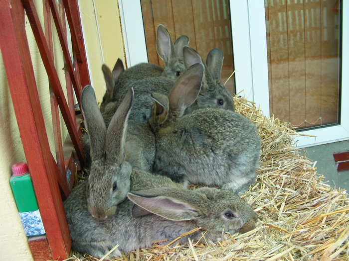 DSCF2093 - Mica mea crescatorie