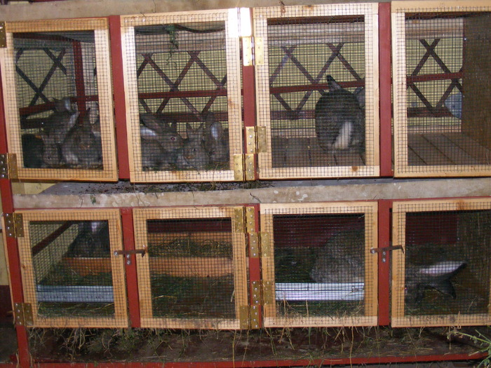 DSCF2095 - Mica mea crescatorie