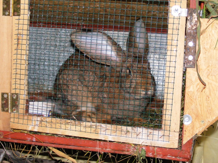 DSCF2121 - Mica mea crescatorie