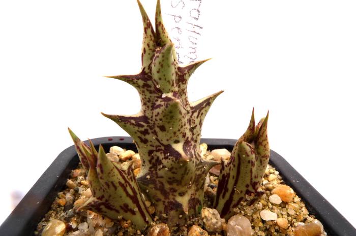  - 5 Caralluma hesperidum