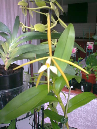 Epi. nocturnum - Epidendrum Nocturnum