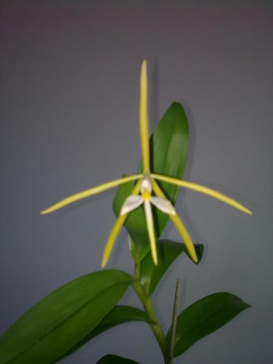 Epi. nocturnum - Epidendrum Nocturnum