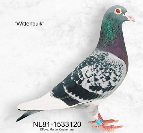 Wittenbuik - Ascendenti celebri ai porumbeilor mei