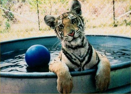 poze-animale-amuzante-tigri-exotic-minge-piscina - tigri albi