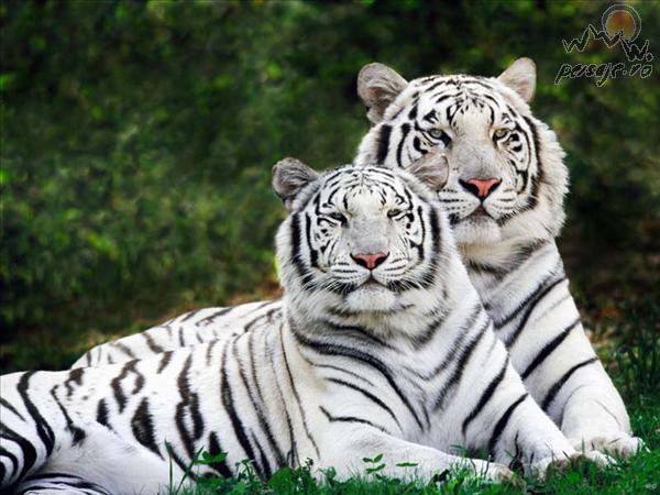 tigrii_albi_L - tigri albi