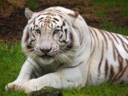Un_barbat_a_fost_ucis_de_trei_ti - tigri albi
