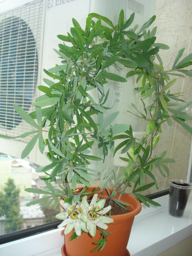 PASSIFLORA
