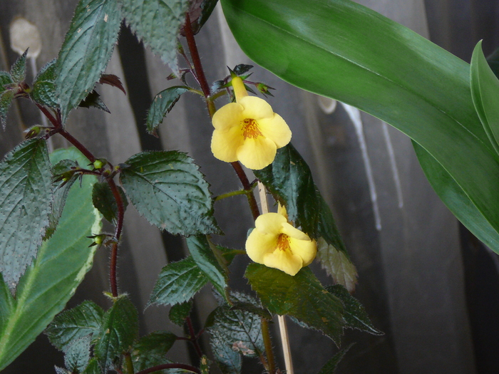 Yellow Beauty - achimenes