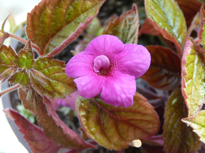 P1070552 - achimenes