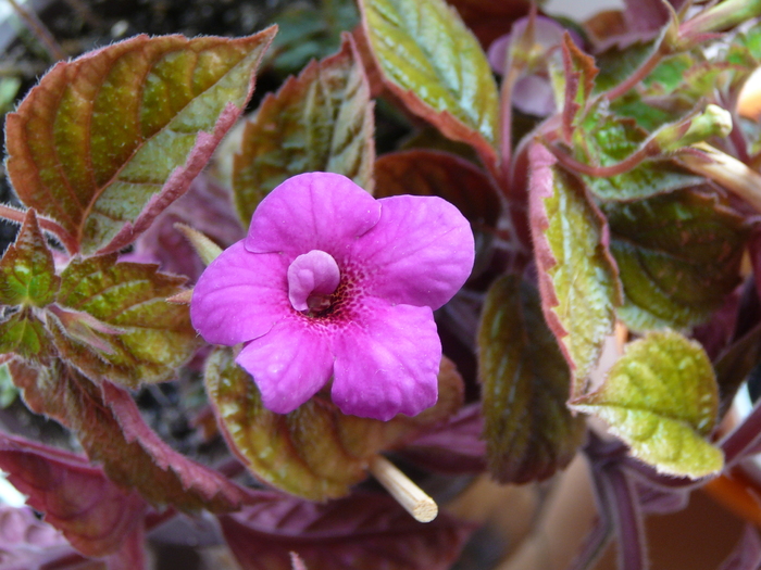 P1070555 - achimenes