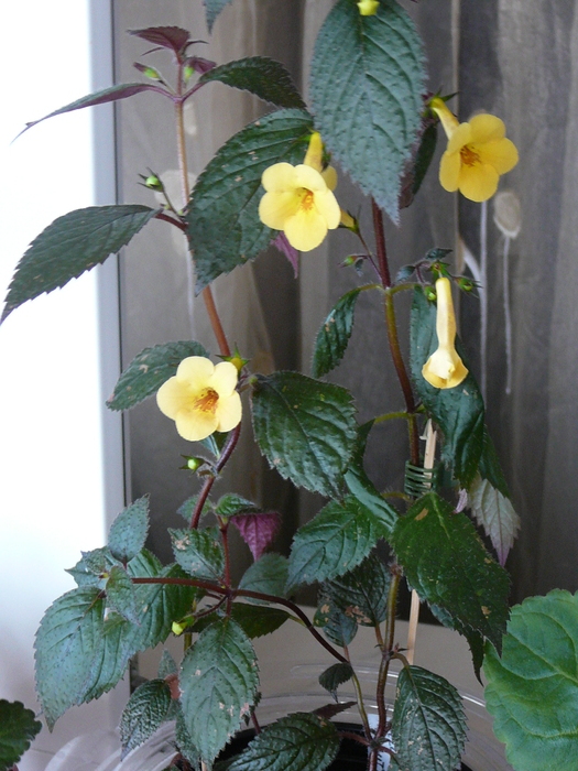 Yellow Beauty - achimenes