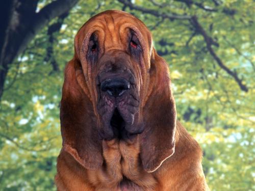 Bloodhound Dogs Wallpapers Dogs Animals Pictures - caini mei preferati