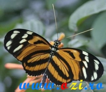 fluturi-imagini-poze7 - fluturi