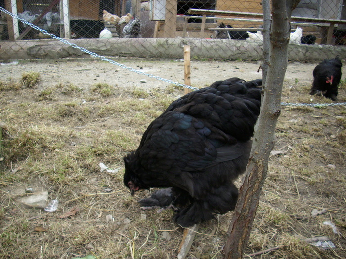 DSCI0319 - Cochinchina urias negru