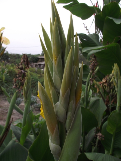 cana-a doua inflorire