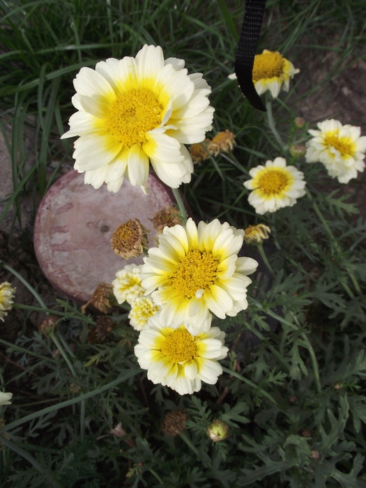 anemone - 2010 -c-toamna