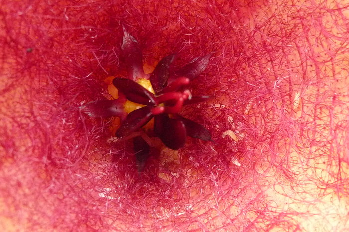  - Stapelia unicornis