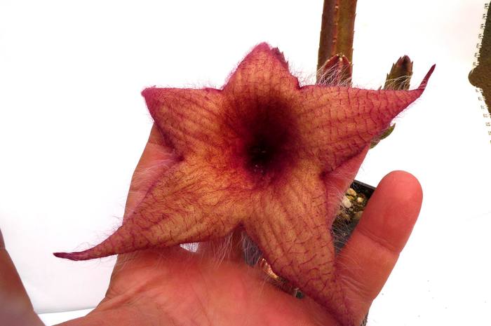  - Stapelia unicornis