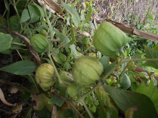 rosii de dulceata - 2010 -c-toamna