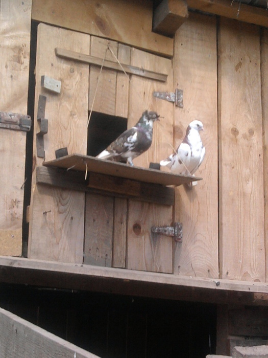 Fotografie0913 - b-jucatori bimotati