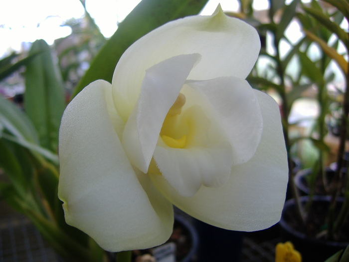 Lycaste; 7.10.10
