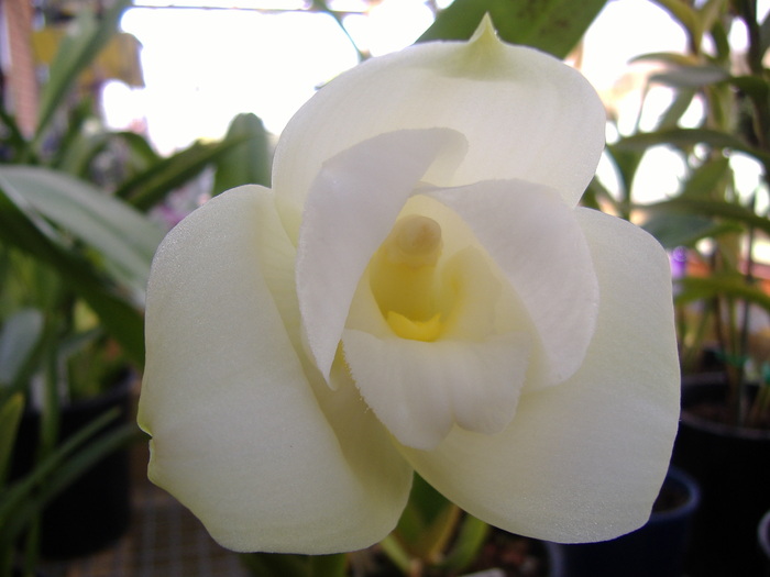 Lycaste - Lycaste Macama Atlantis HCC-OSCOV