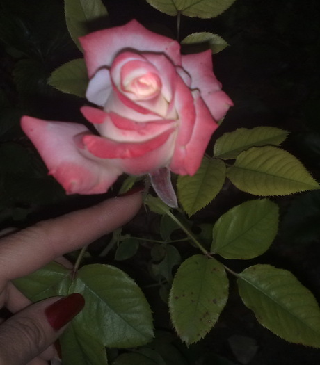 nu mai am nici o indoiala