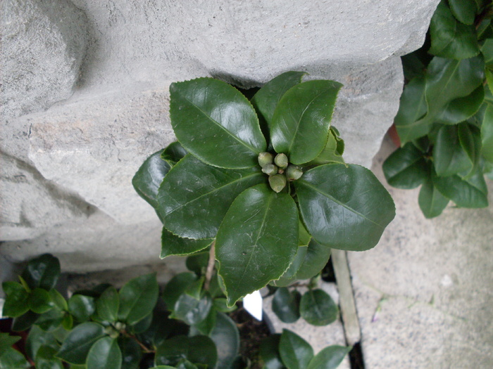 camelia general Colettii boboci - General Coletti