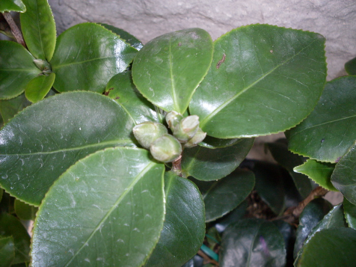 camelia genera Colettii boboci septembrie 2010 - General Coletti