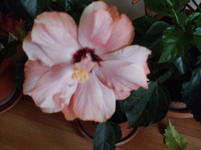 hibi cairo pink - hibiscusi