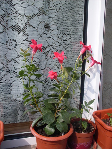 dipladenia septembrie - dipladenia