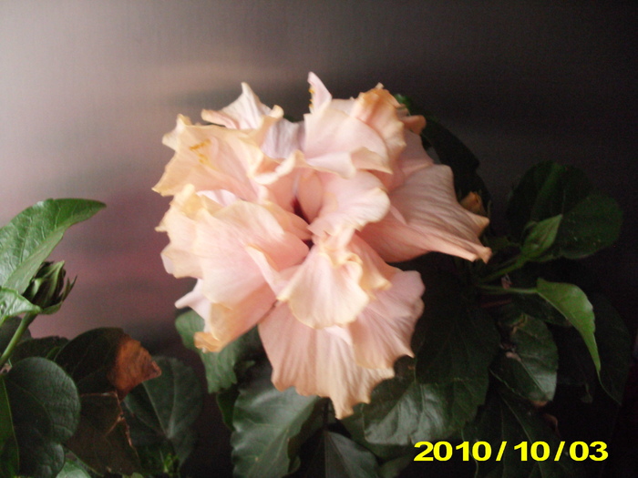 Picture 002