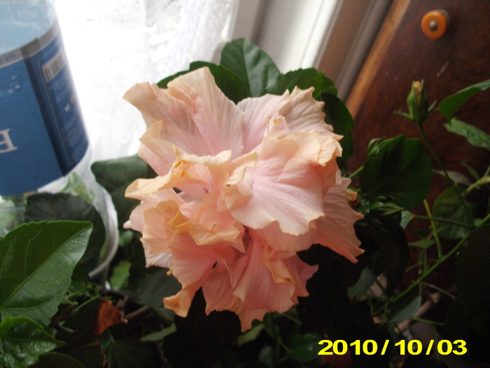 Picture 001