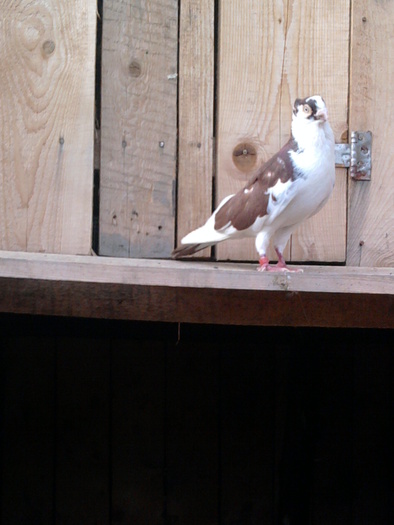 Fotografie0644 - b-jucatori de galati