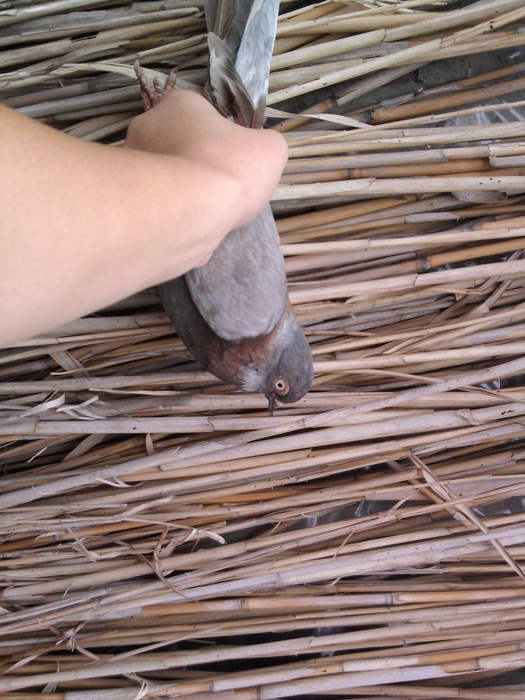 Fotografie0706 - b-jucatori de galati