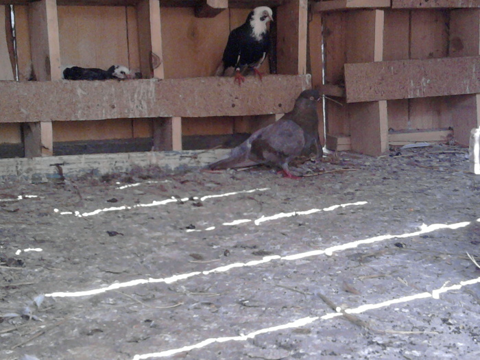 Fotografie0708 - b-jucatori de galati