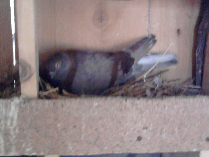 Fotografie0769 - b-jucatori de galati