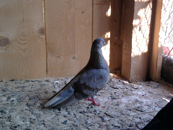 Fotografie0793 - b-jucatori de galati