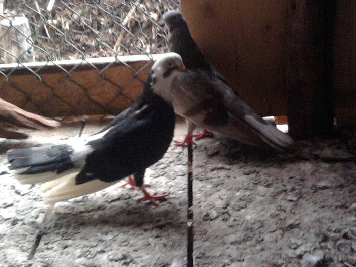 Fotografie0809 - b-jucatori de galati