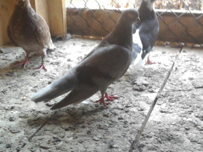 Fotografie0837 - b-jucatori de galati