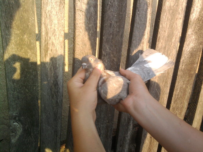 Fotografie0847 - b-jucatori de galati