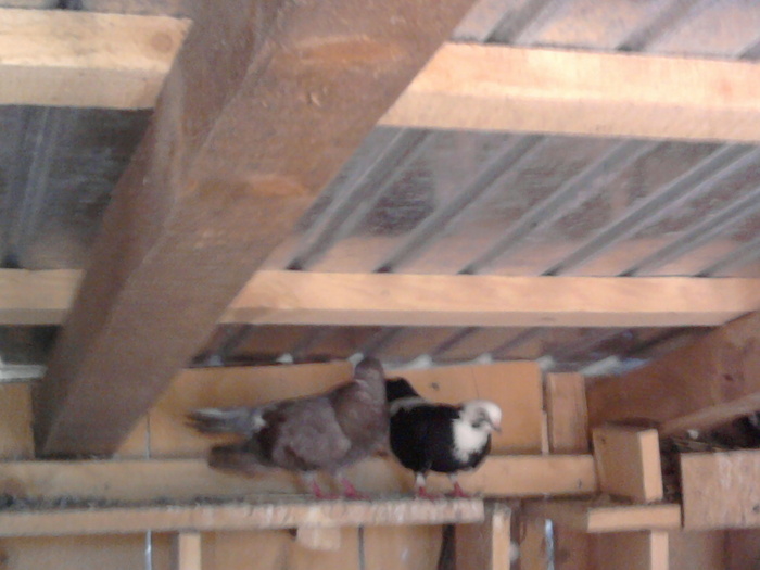 Fotografie0888 - b-jucatori de galati