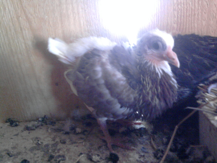 Fotografie0917 - b-jucatori de galati