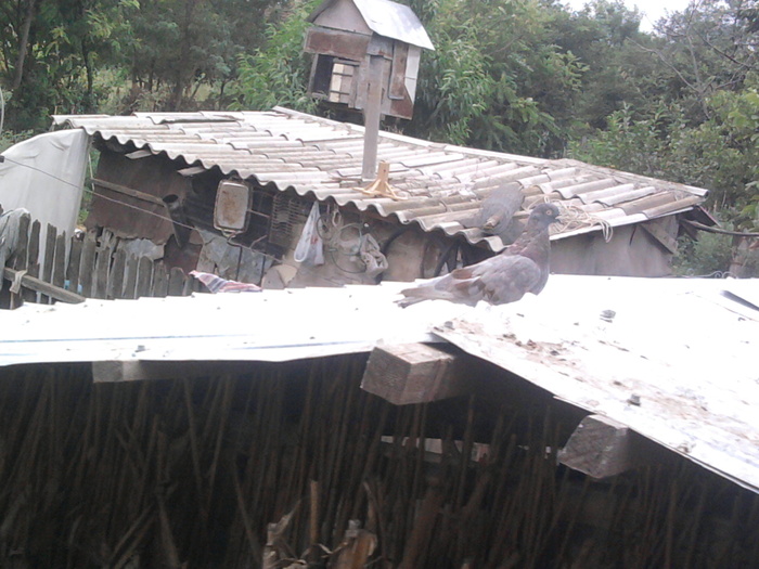 Fotografie0937 - b-jucatori de galati