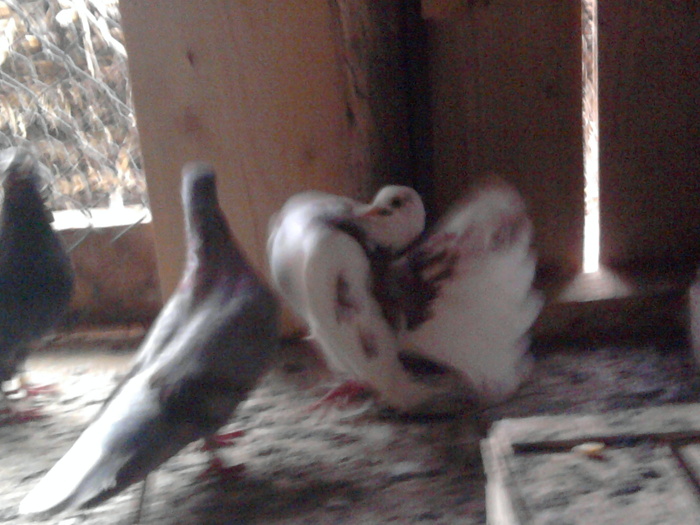 Fotografie0817 - b-voltati