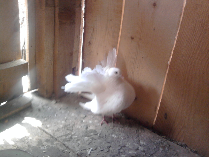 Fotografie0819 - b-voltati