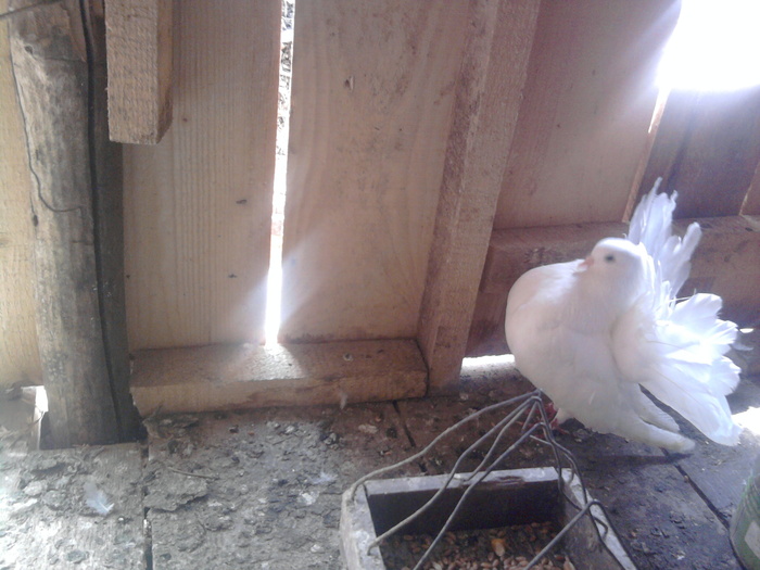 Fotografie0820 - b-voltati