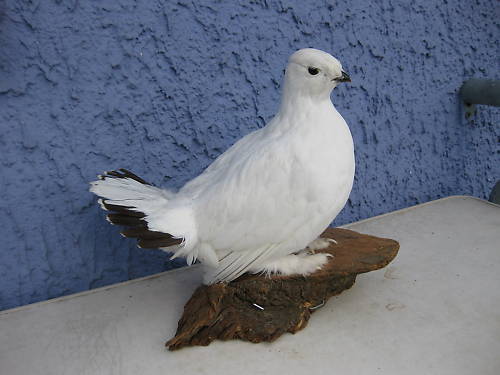 IP.185)235€; Ierunca polara_185
